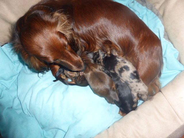 Chiot Teckel poil long du domaine des censes
