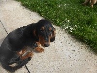 CHIOT